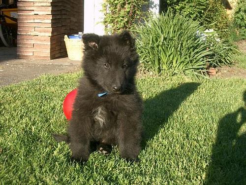 Belgian Sheepdog — 1