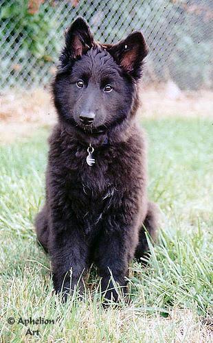 Belgian Sheepdog — 2