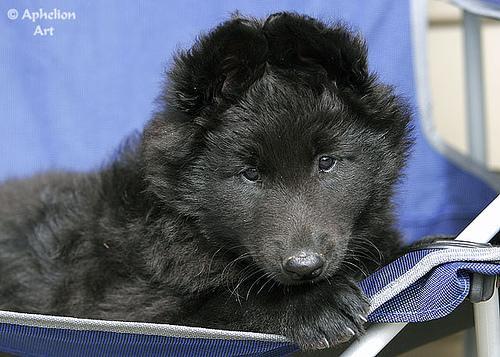 Belgian Sheepdog — 3