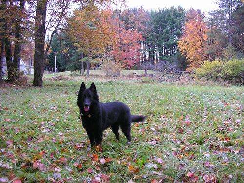 Belgian Sheepdog — 4