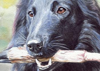 Belgian Sheepdog — 5