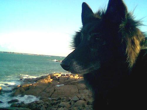 Belgian Sheepdog — 6
