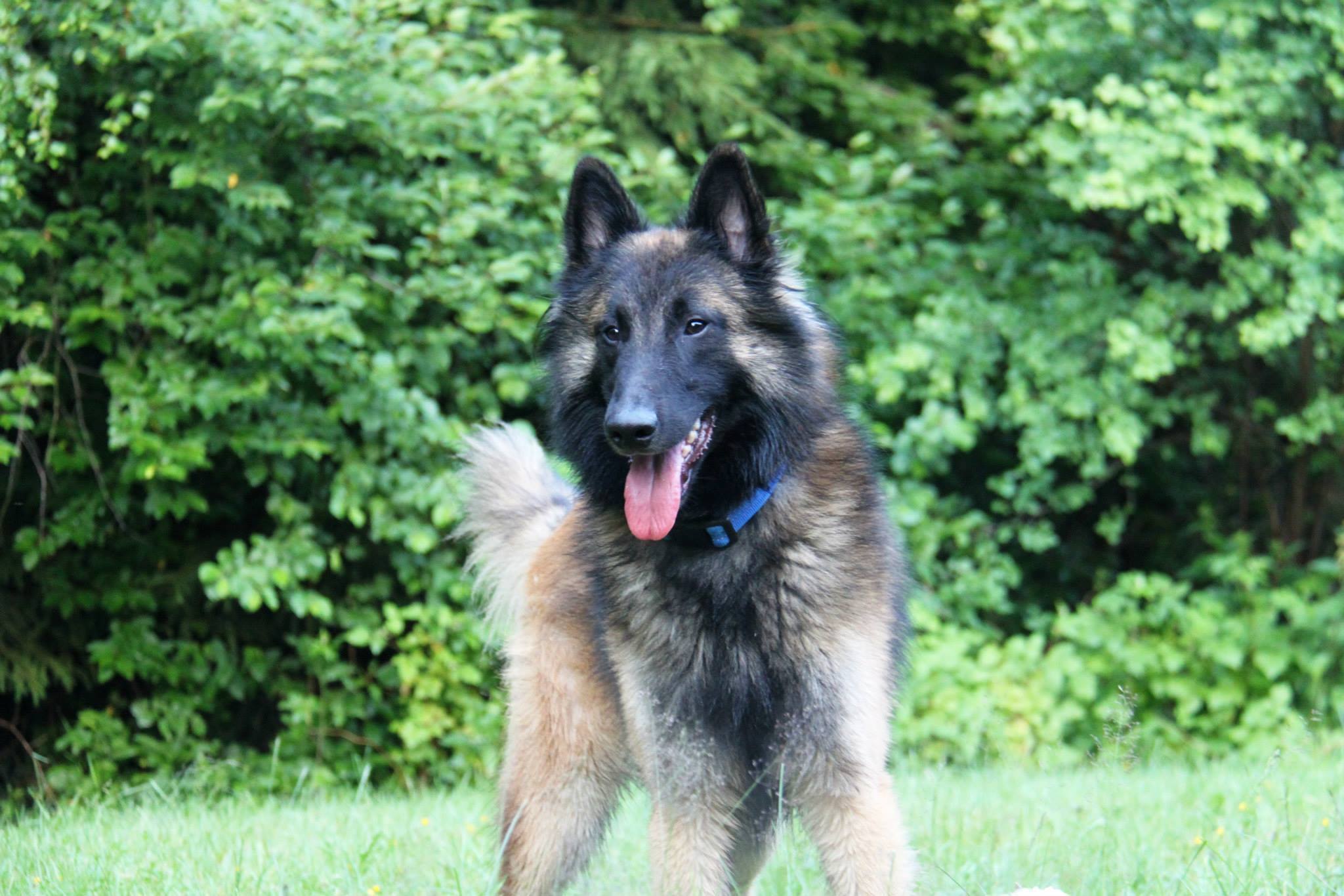 Belgian Tervuren — 1
