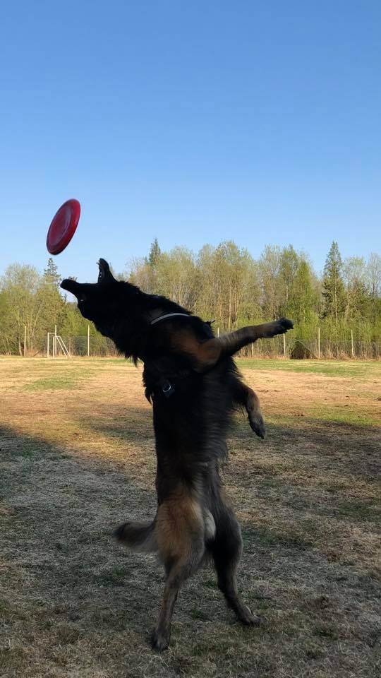 Belgian Tervuren — 2