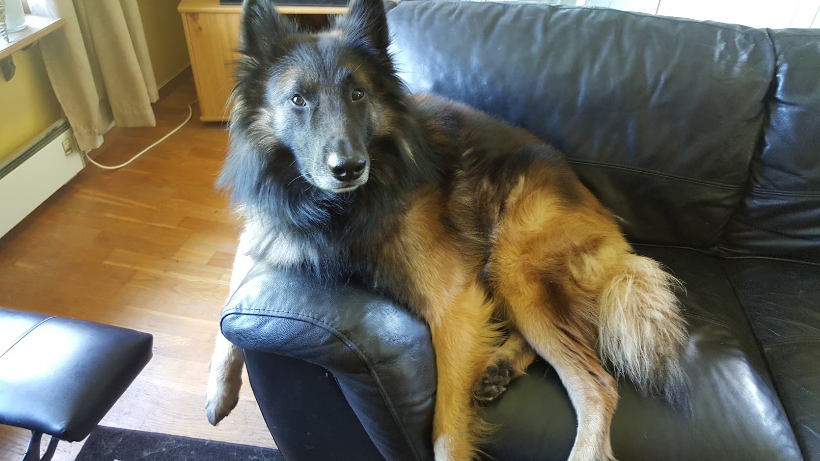 Belgian Tervuren — 3