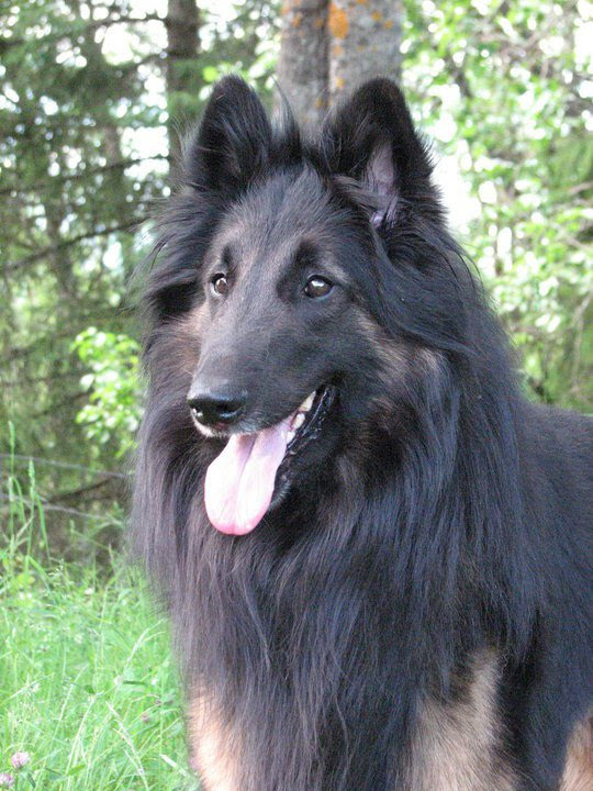 Belgian Tervuren — 4