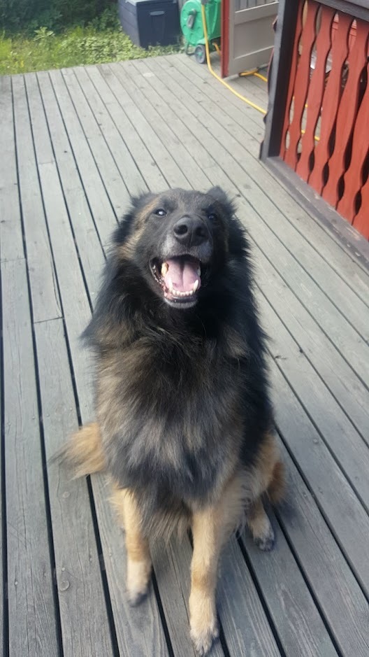 Belgian Tervuren — 5
