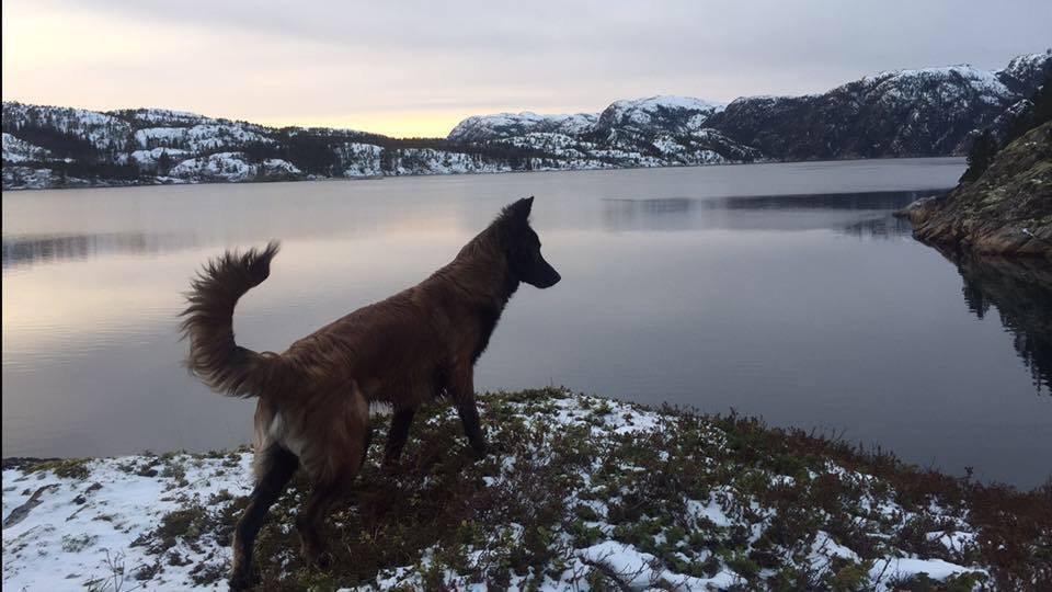 Belgian Tervuren — 6