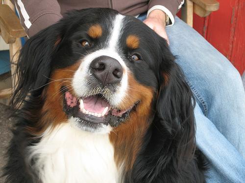Bernese Mountain Dog — 1