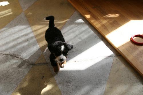 Bernese Mountain Dog — 2