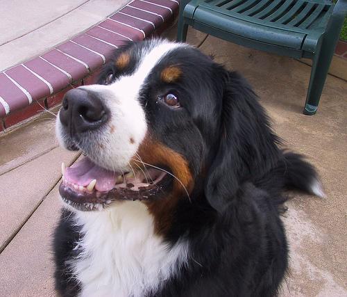 Bernese Mountain Dog — 3