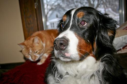 Bernese Mountain Dog — 4