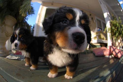 Bernese Mountain Dog — 5