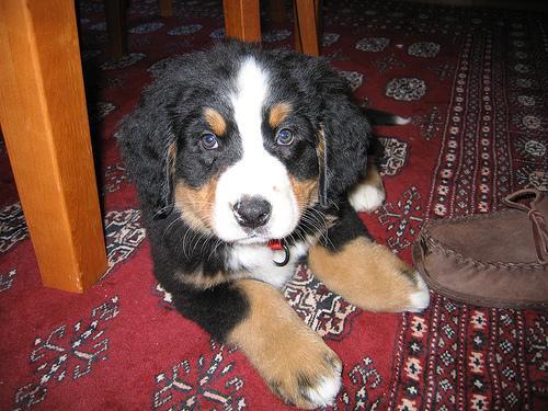 Bernese Mountain Dog — 6