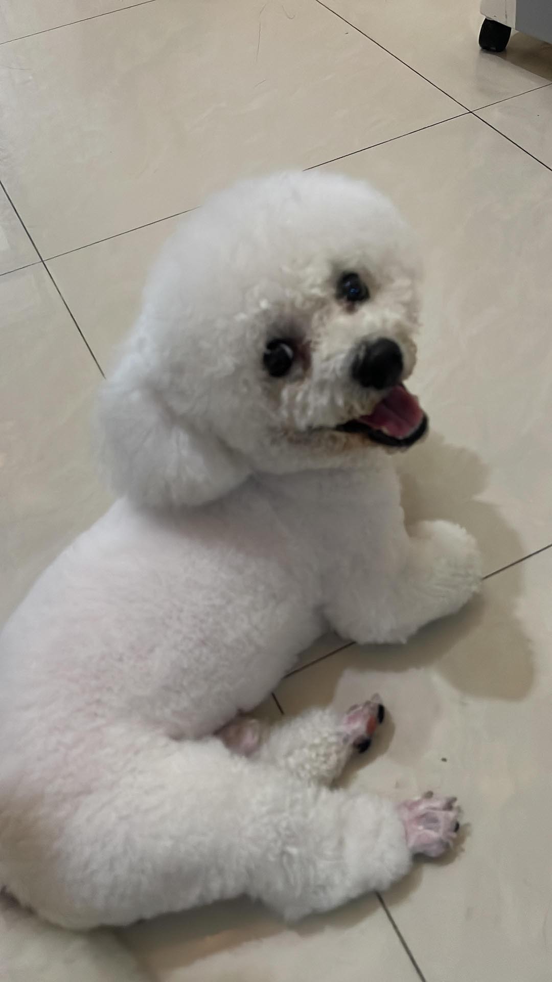 Bichon Frise — 1