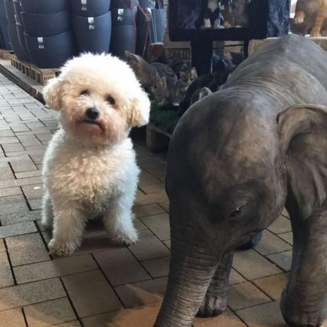 Bichon Frise — 2