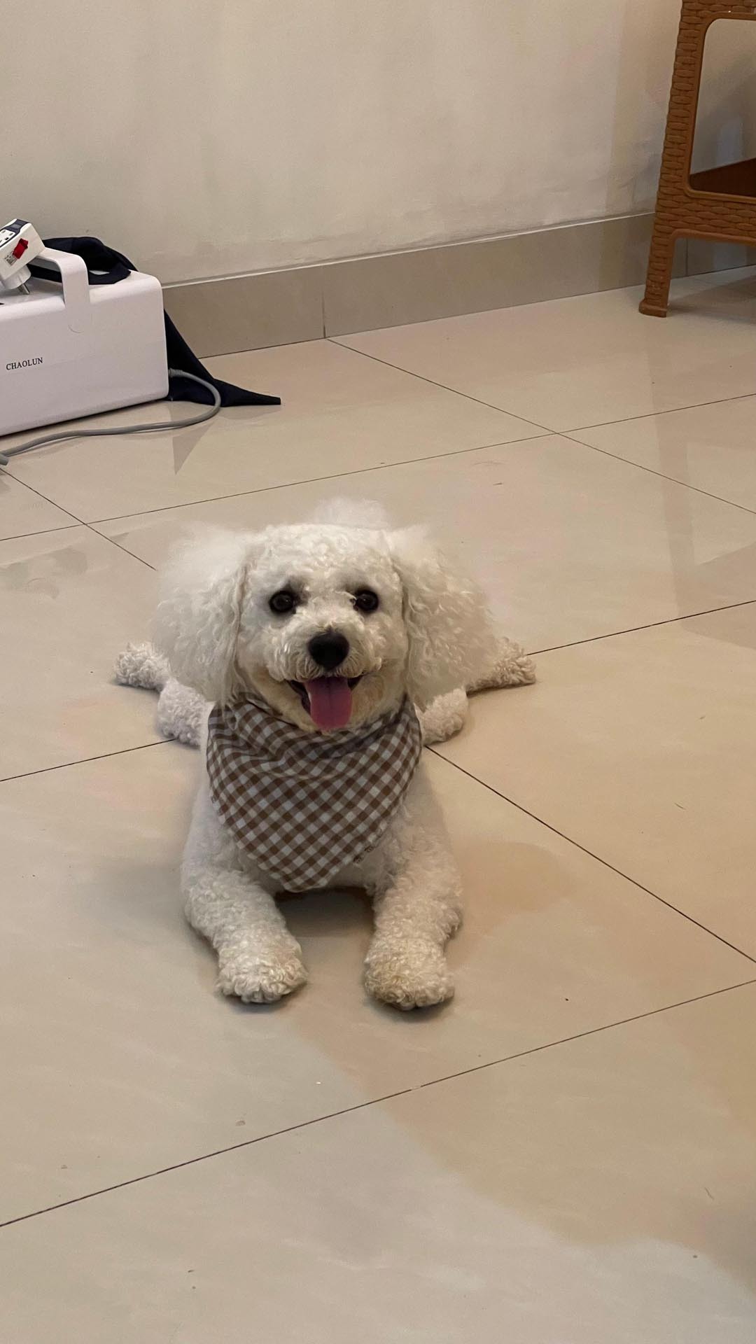 Bichon Frise — 3