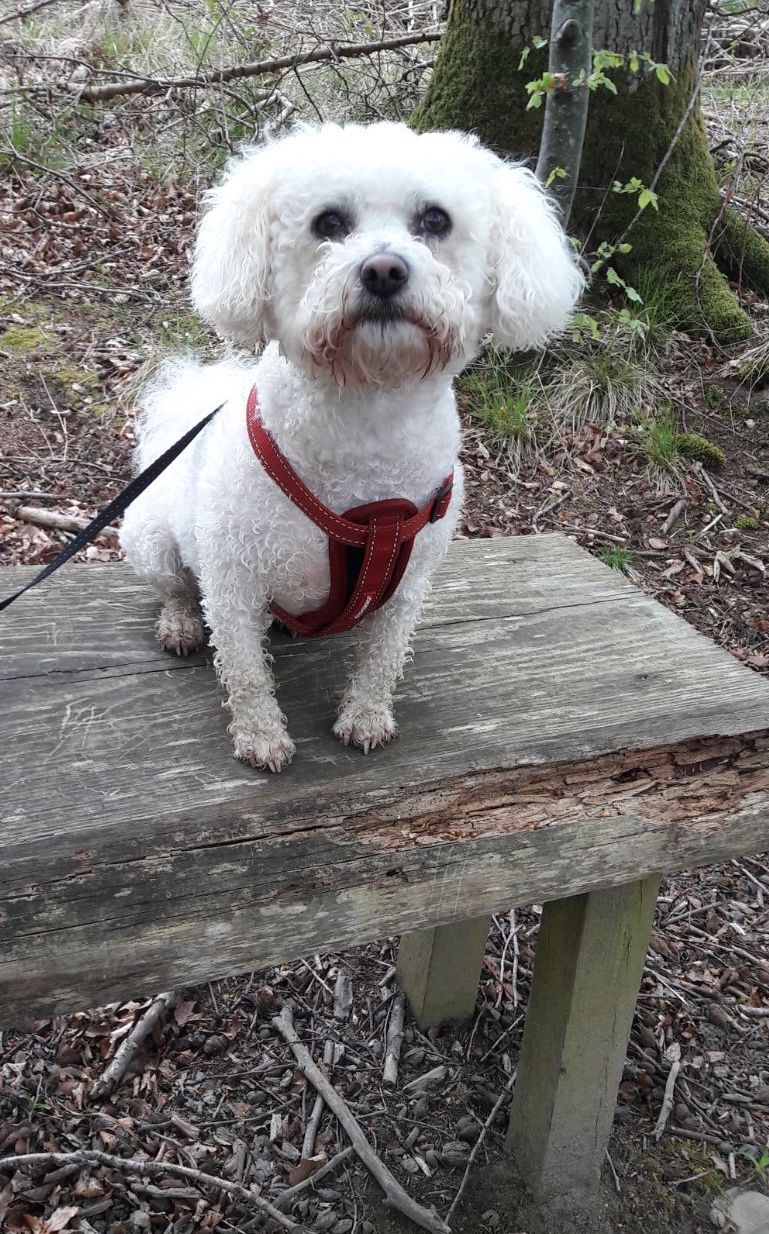 Bichon Frise — 4