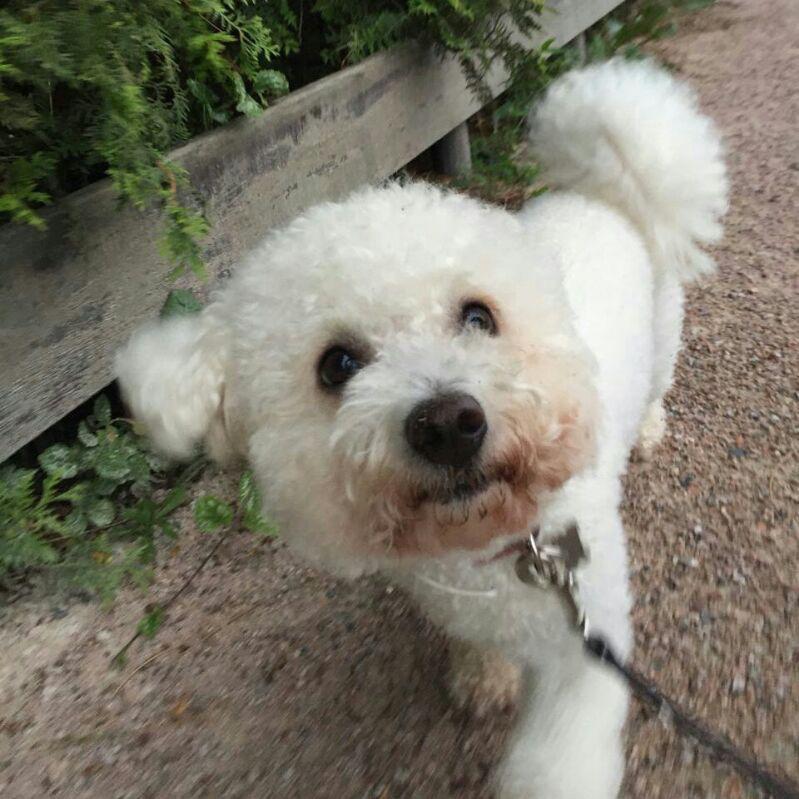 Bichon Frise — 5