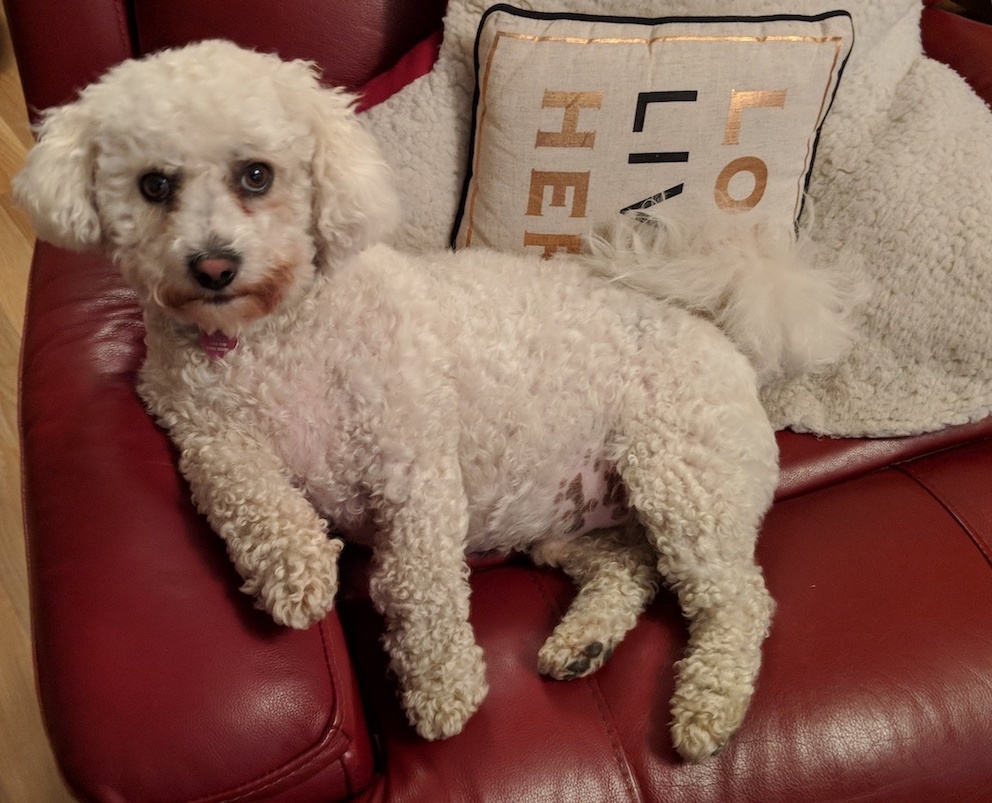 Bichon Frise — 6