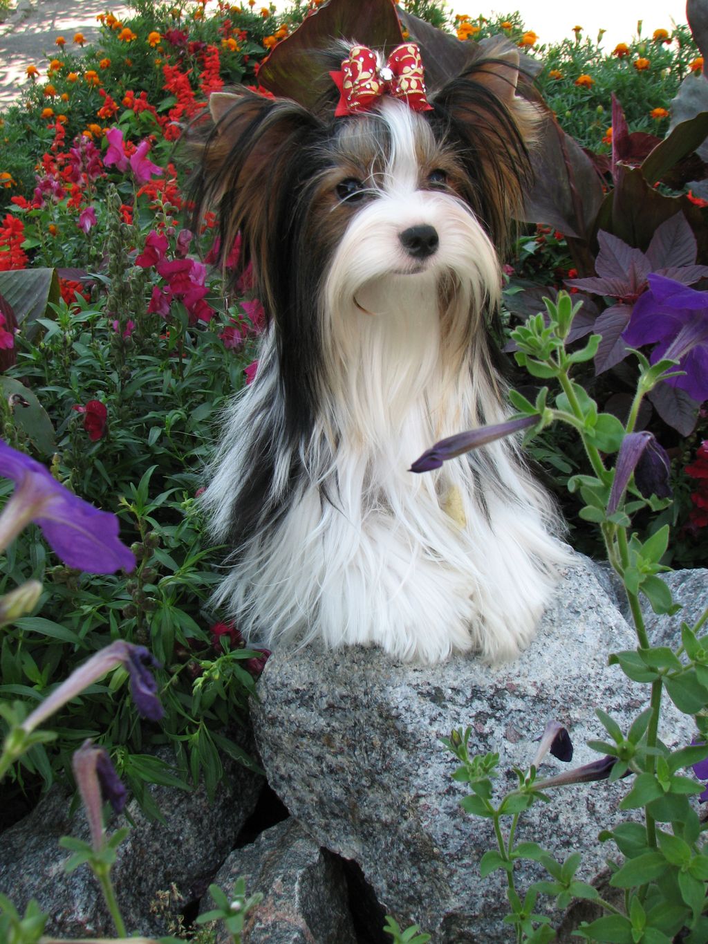 Biewer Terrier — 2