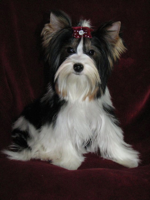 Biewer Terrier — 3