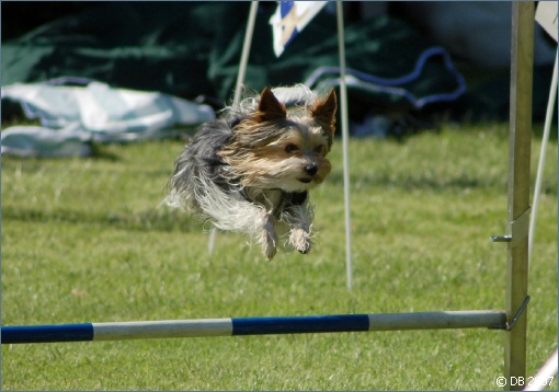 Biewer Terrier — 4