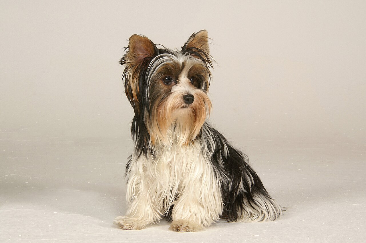 Biewer Terrier — 5