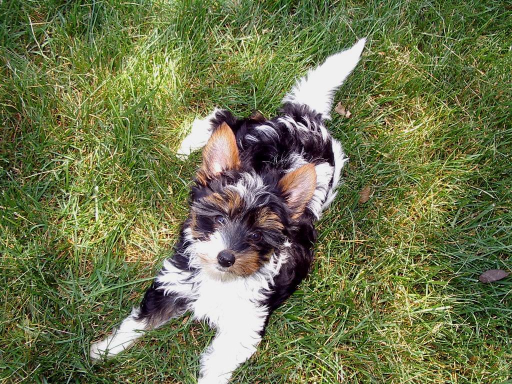 Biewer Terrier — 6