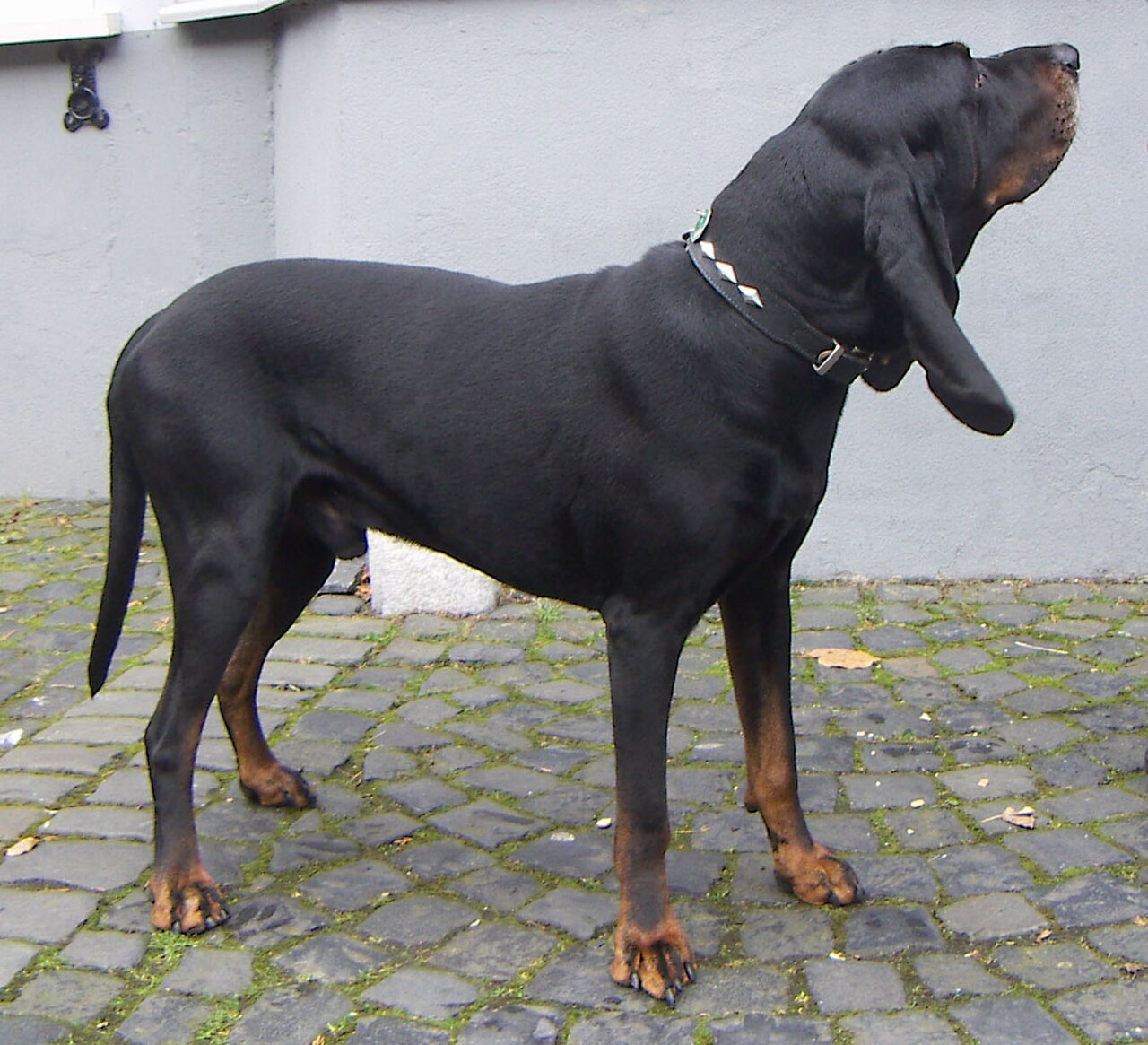 Black and Tan Coonhound — 2