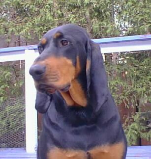 Black and Tan Coonhound — 3