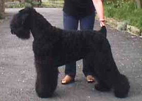 Black Russian Terrier — 1