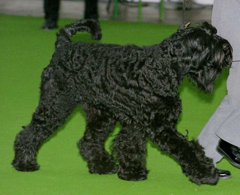 Black Russian Terrier — 2