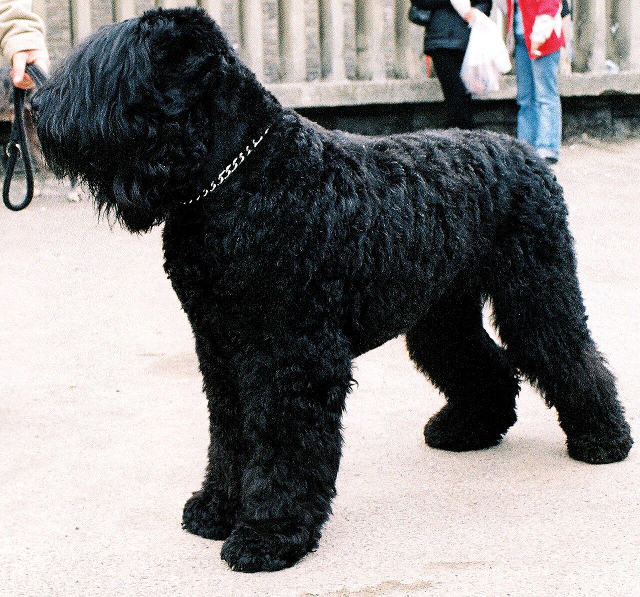 Black Russian Terrier — 3