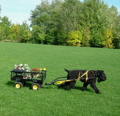 Black Russian Terrier — 4