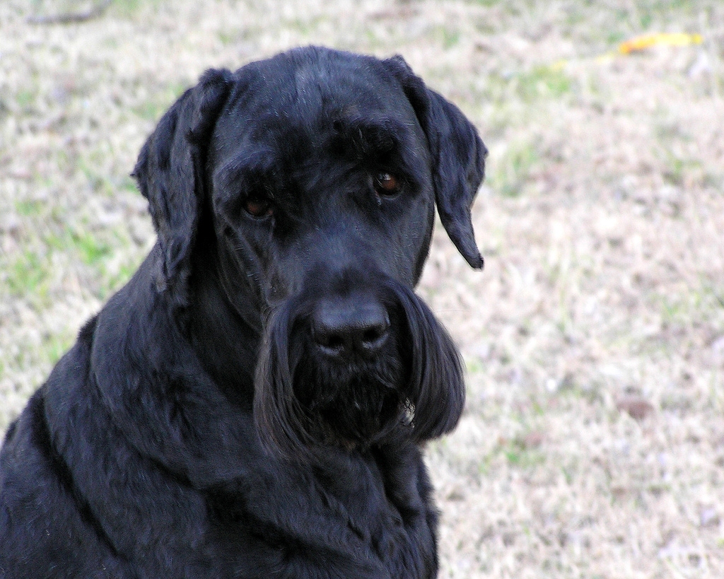 Black Russian Terrier — 5