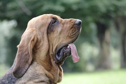 Bloodhound — 1
