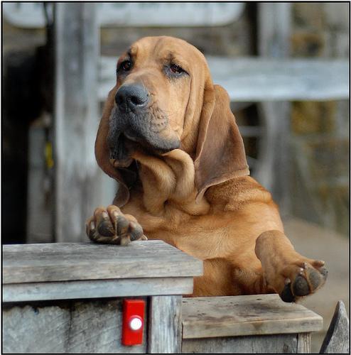 Bloodhound — 2