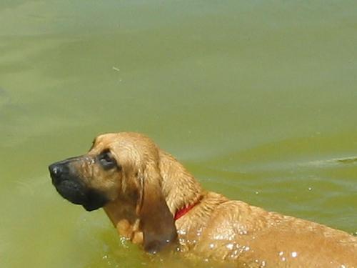 Bloodhound — 3