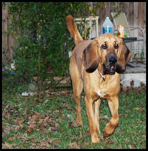 Bloodhound — 4