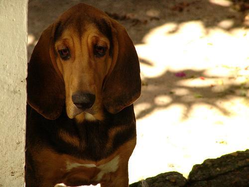 Bloodhound — 5