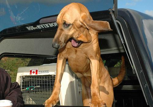 Bloodhound — 6