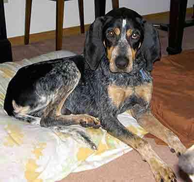 Bluetick Coonhound — 1