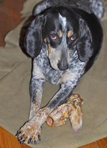 Bluetick Coonhound — 2