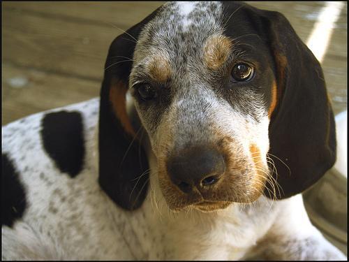 Bluetick Coonhound — 3