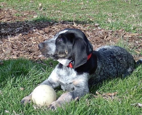 Bluetick Coonhound — 4