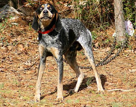 Bluetick Coonhound — 5