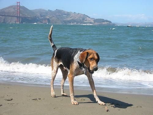 Bluetick Coonhound — 6