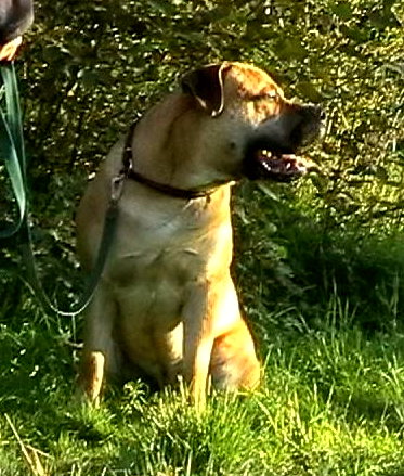 Boerboel — 1