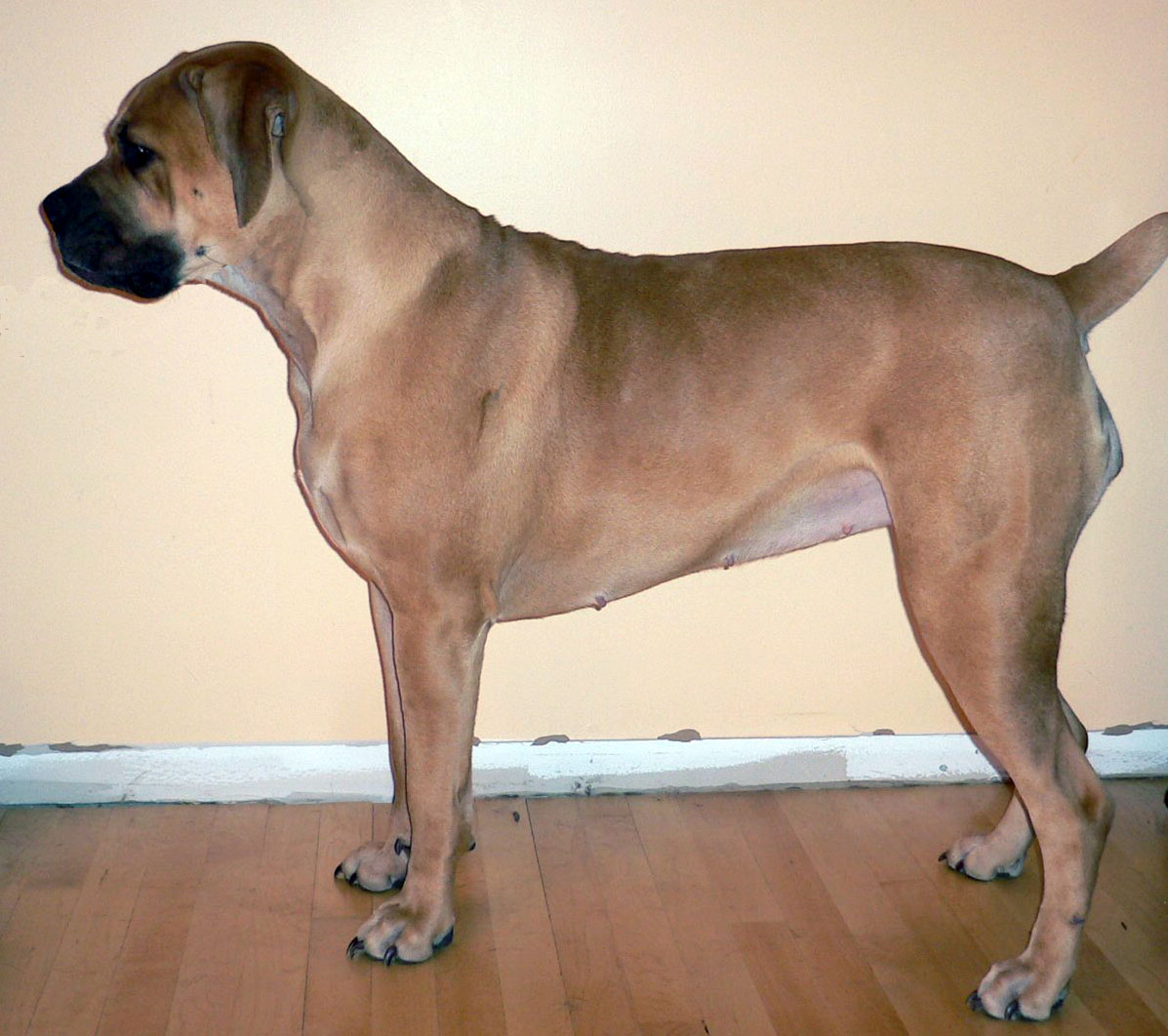Boerboel — 2